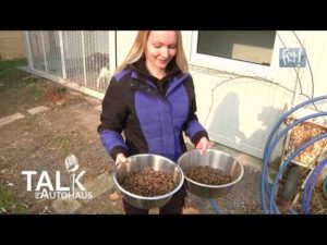 Talk im Autohaus: Lea Neumann (Tierheim Reichstädt)